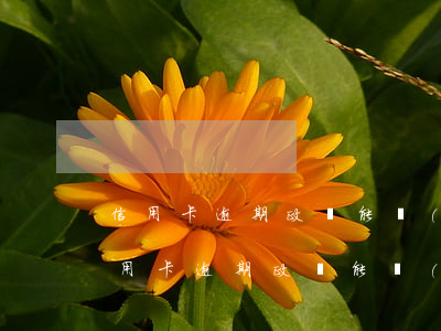 信用卡逾期政審能過(guò)不去嗎-信用卡逾期政審能過(guò)不去嗎怎么辦