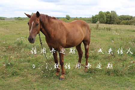信用卡逾期敗訴成失信人員(因判刑導(dǎo)致信用卡逾期)