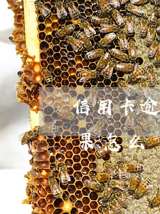 信用卡逾期敗訴的后果(信用卡逾期敗訴的后果怎么樣)