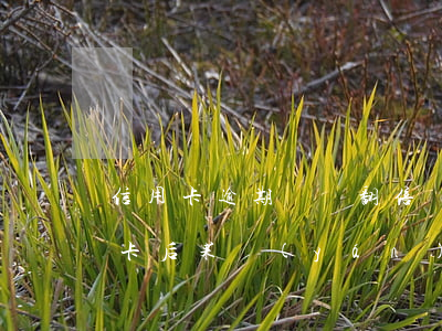 信用卡逾期敗訴翻倍還款嗎(逾期后注銷信用卡后果嚴(yán)重)
