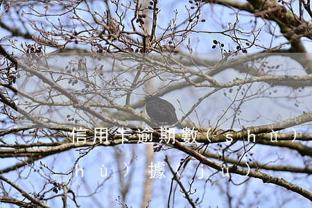 信用卡逾期數(shù)(信用卡逾期數(shù)據(jù))