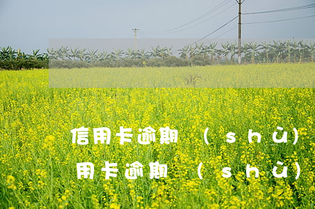 信用卡逾期數(shù)量過多不能貸款 信用卡逾期數(shù)量過多不能貸款嗎
