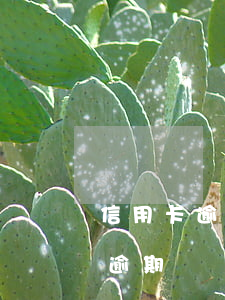 信用卡逾期新一期賬單已出(信用卡2期賬單逾期)