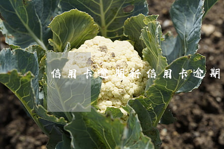 信用卡逾期新(信用卡逾期新卡無法激活)