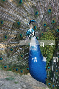 信用卡逾期新規(guī)定(2020年疫情期間信用卡逾期新規(guī)定)