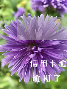 信用卡逾期斷了聯(lián)系(欠信用卡逾期了)