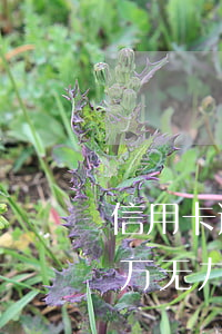 信用卡逾期无力偿还也要坐牢(欠信用卡40万无力偿还避免牢狱)
