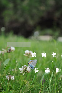 信用卡逾期无力偿还怎么处理上海-欠信用卡逾期无力偿还该怎么办