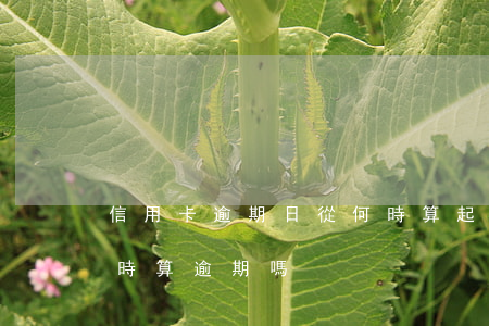 信用卡逾期日從何時算起(信用卡逾期幾個小時算逾期嗎)