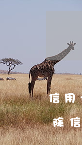 信用卡逾期明細(xì)例子(有什么辦法消除信用卡逾期記錄)