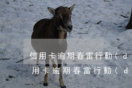 信用卡逾期春雷行動(dòng)啥意思(信用卡逾期春雷行動(dòng)啥意思)