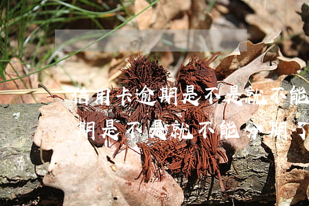 信用卡逾期是不是就不能分期了-信用卡逾期是不是就不能分期了呀