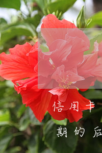 信用卡逾期是什么東西(貸款逾期與信用卡逾期的后果是什么)