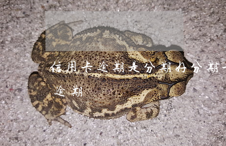 信用卡逾期是分期好(分期卡逾期屬于信用卡逾期嗎)