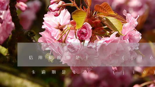信用卡逾期是十二點結(jié)算嗎(信用卡逾期是十二點結(jié)算嗎)