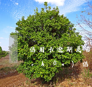信用卡逾期是否凍結(jié)名下房產(chǎn)(信用卡逾期是否凍結(jié)名下房產(chǎn))