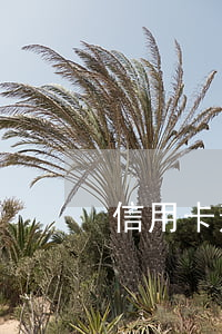 信用卡逾期是否凍結(jié)工資卡