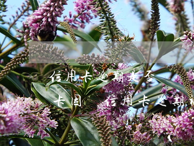 信用卡逾期是否凍結(jié)銀行卡(銀行卡因為信用卡逾期被凍結(jié)怎么辦)