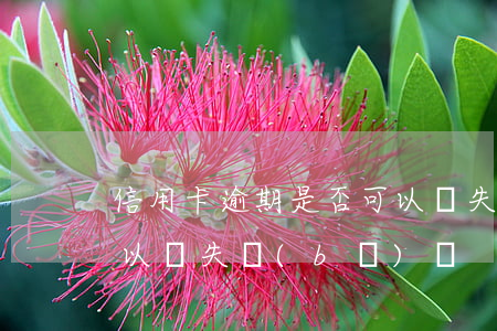 信用卡逾期是否可以掛失(信用卡逾期是否可以掛失補(bǔ)辦)