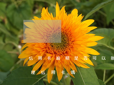 信用卡逾期是否可以辦理貸款(貸款逾期能辦理信用卡嗎)