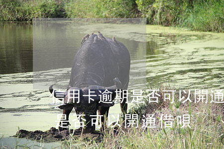 信用卡逾期是否可以開通借唄-信用卡逾期是否可以開通借唄