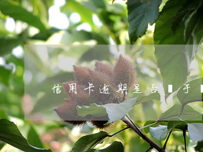 信用卡逾期是否屬于詐騙(欠信用卡算詐騙嗎)