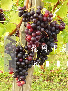 信用卡逾期是否影響嗎(什么情況下信用卡會被認為嚴重逾期)
