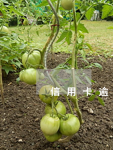 信用卡逾期是否會查暫住證？