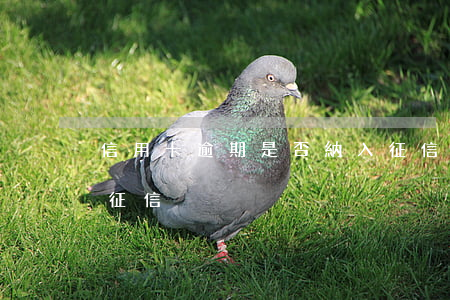 信用卡逾期是否納入征信(信用卡逾期不計入征信)
