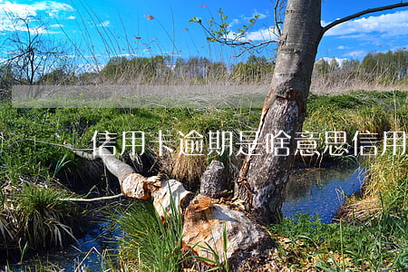 信用卡逾期是啥意思(信用卡逾期的定義)