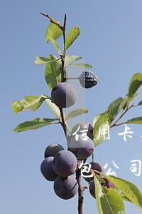信用卡逾期是外包公司催嗎(信用卡逾期是外包公司催嗎)