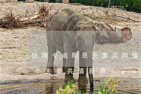 信用卡逾期是夫妻共同債務(wù)嗎(信用卡夫妻共債新規(guī)定)