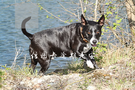 信用卡逾期是安賬單還嗎(信用卡逾期是安賬單還嗎)