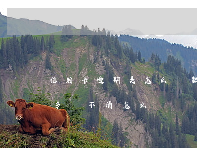 信用卡逾期是怎么罰款的(信用卡逾期罰款太多還不清怎么辦)