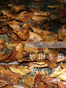 信用卡逾期是怎樣的概念(信用卡逾期最嚴重的后果是什么)