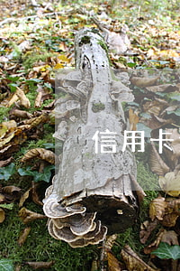 信用卡逾期是指還了最低