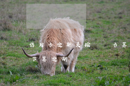 信用卡逾期是按單張卡算(信用卡在什么情況下算逾期)