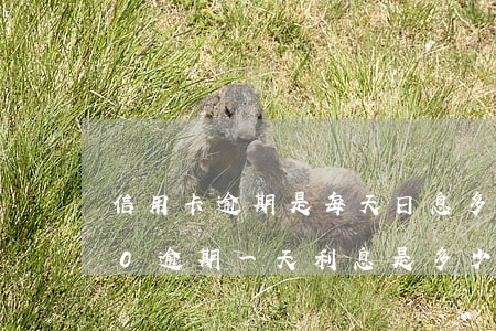 信用卡逾期是每天日息多少(信用卡10000逾期一天利息是多少)