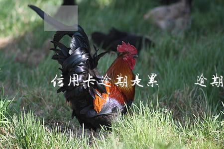 信用卡逾期是累積嗎 逾期會影響信用卡額度嗎?
