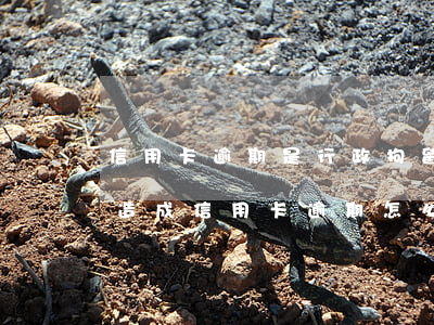 信用卡逾期是行政拘留嗎(被公安局拘留期間造成信用卡逾期怎么辦)