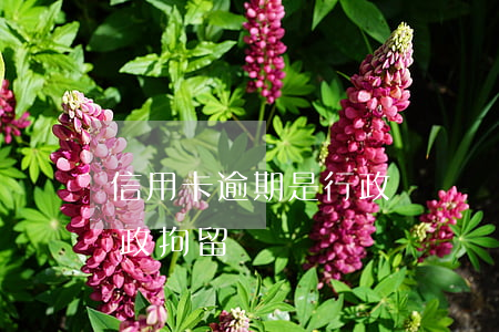 信用卡逾期是行政處罰嗎(信用卡逾期會被行政拘留嗎)