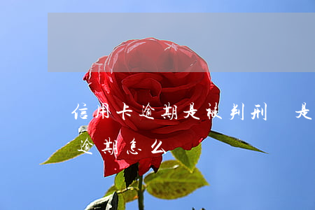 信用卡逾期是被判刑還是拘留(因判刑信用卡逾期怎么辦)
