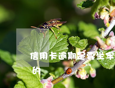 信用卡逾期是要坐牢嗎-有信用卡逾期坐牢的嗎