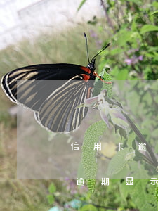 信用卡逾期显示的止付是什么意思-信用卡逾期显示的止付是什么意思啊