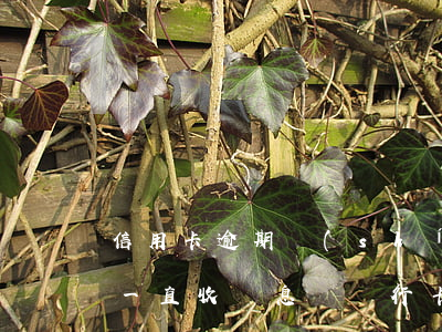 信用卡逾期時(shí)間久會(huì)一直收罰息嗎(銀行卡逾期罰息)