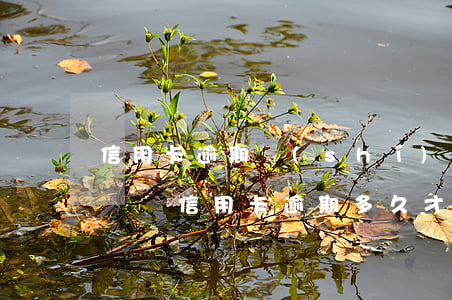 信用卡逾期時(shí)間會(huì)累積嗎(信用卡逾期多久才會(huì)有影響)