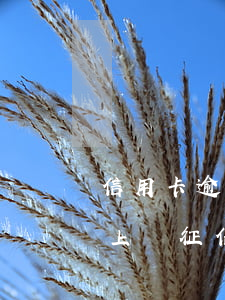 信用卡逾期時間上報征信(信用卡逾期多少天上報征信)