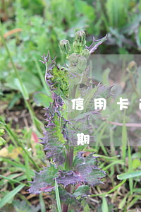 信用卡逾期時間太長只能銷戶嗎-信用卡逾期時間太長只能銷戶嗎怎么辦