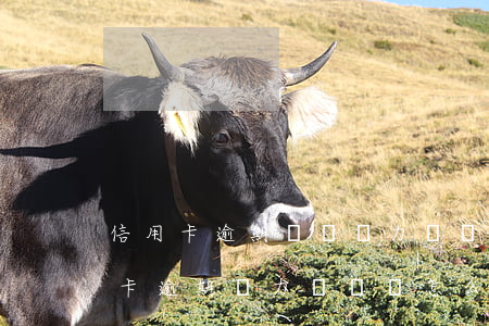 信用卡逾期暫時無力償還怎么溝通-欠信用卡逾期無力償還該怎么辦
