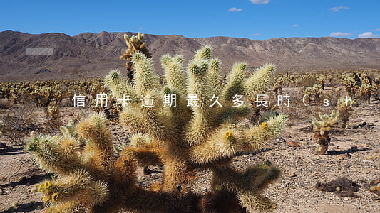信用卡逾期最久多長時(shí)間
